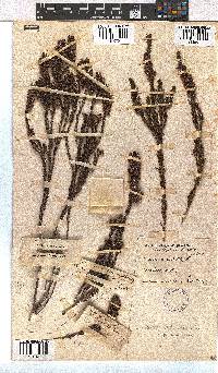 Erica viscaria subsp. viscaria image