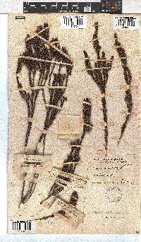 Erica viscaria subsp. viscaria image