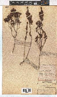 Erica viscaria subsp. viscaria image