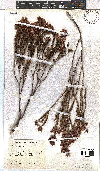Erica viscaria subsp. viscaria image