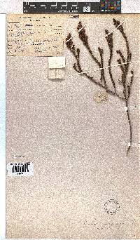 Erica viscaria subsp. viscaria image