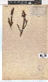 Erica viscaria subsp. viscaria image