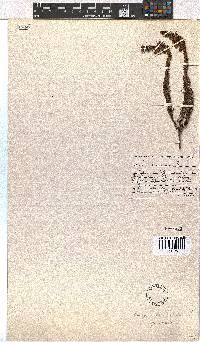 Erica viscaria subsp. viscaria image