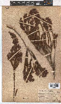 Erica viscaria subsp. viscaria image