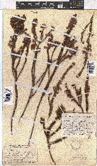 Erica viscaria subsp. viscaria image