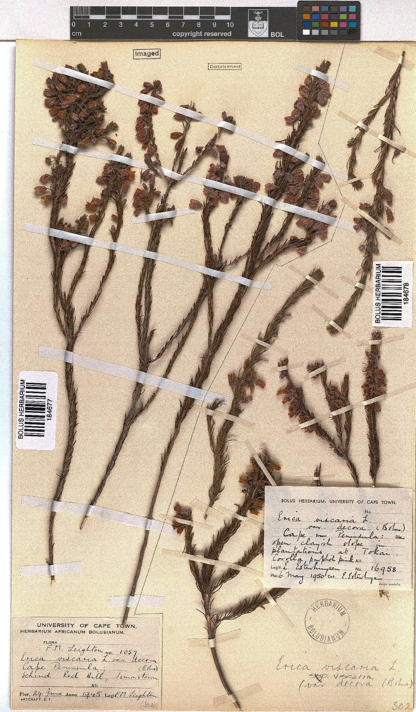 Erica viscaria subsp. viscaria image