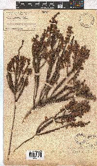 Erica viscaria subsp. viscaria image