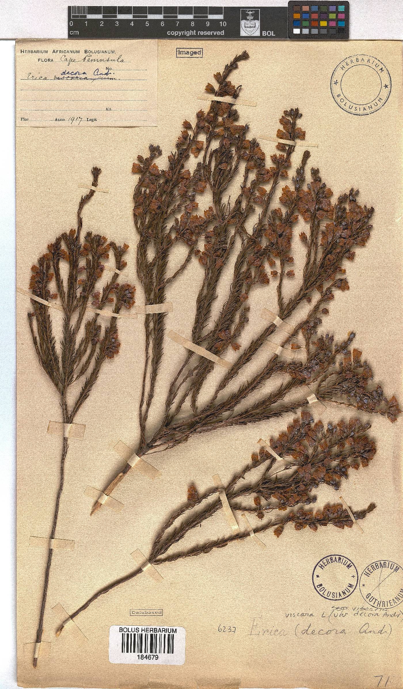 Erica viscaria subsp. viscaria image