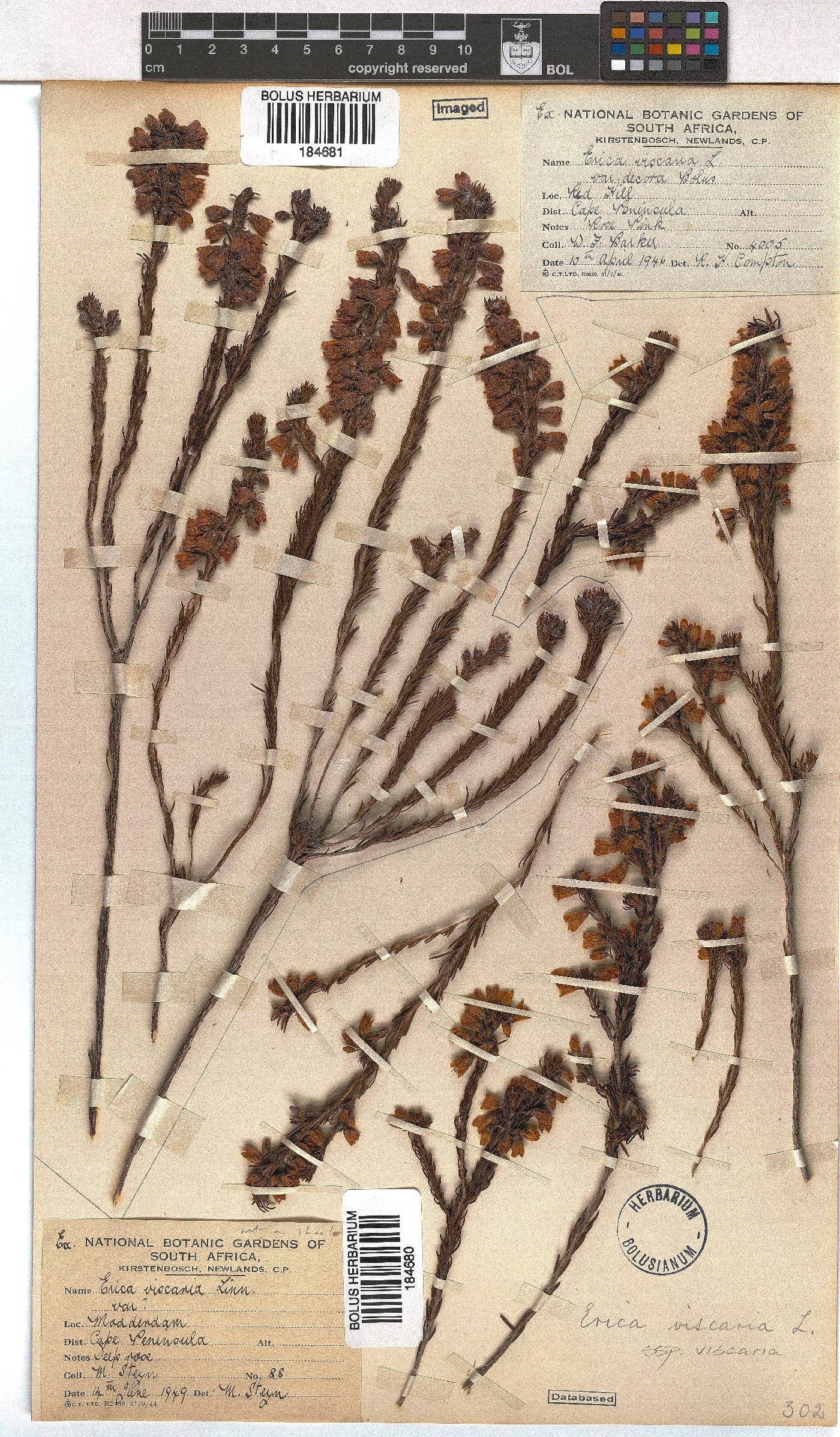 Erica viscaria subsp. viscaria image