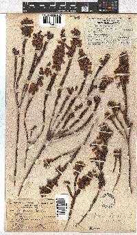 Erica viscaria subsp. viscaria image