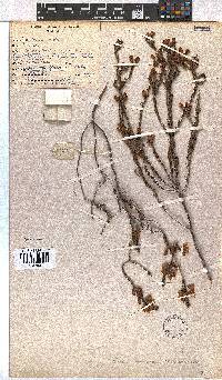 Erica viscaria image