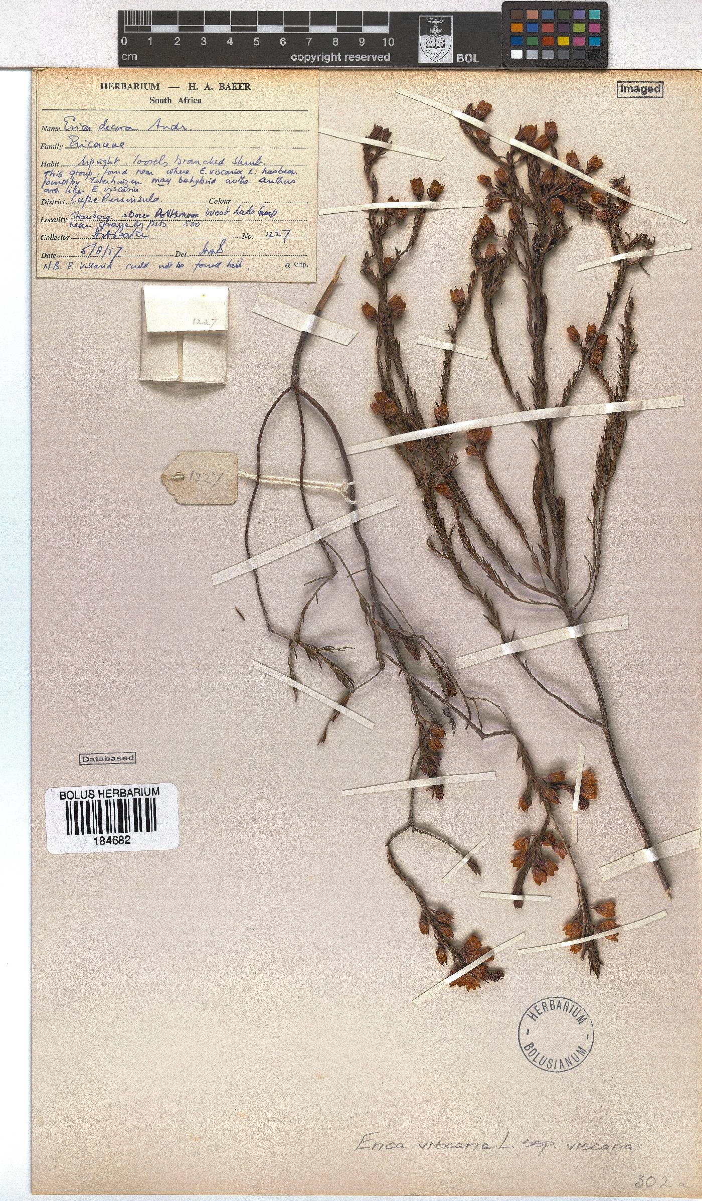 Erica viscaria subsp. viscaria image