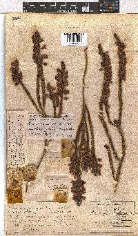 Erica viscaria subsp. viscaria image