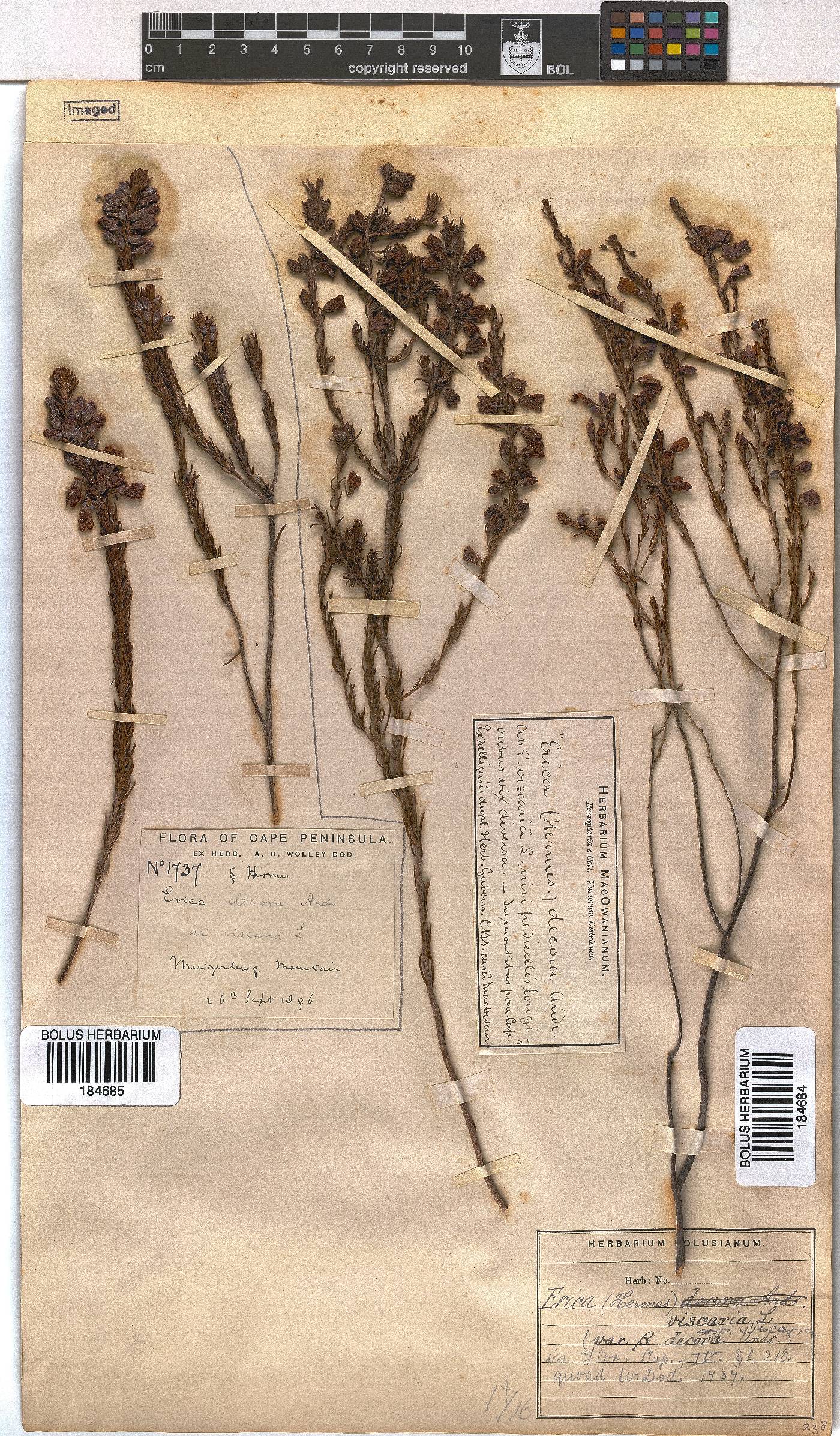 Erica viscaria subsp. viscaria image