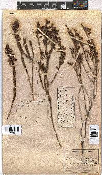 Erica viscaria subsp. viscaria image