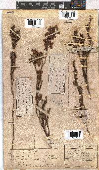 Erica viscaria subsp. viscaria image