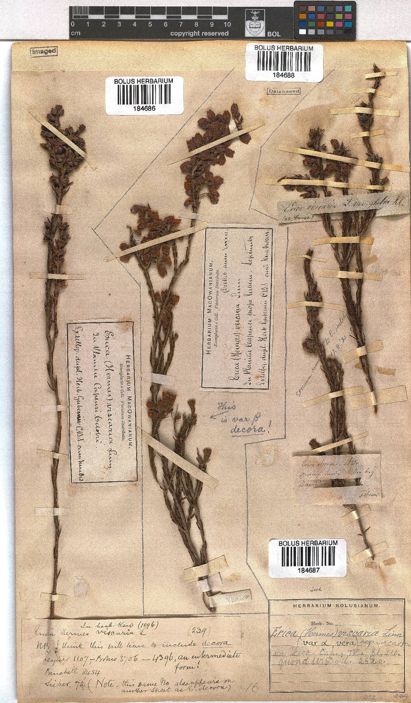 Erica viscaria image