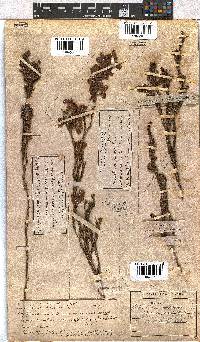 Erica viscaria subsp. viscaria image