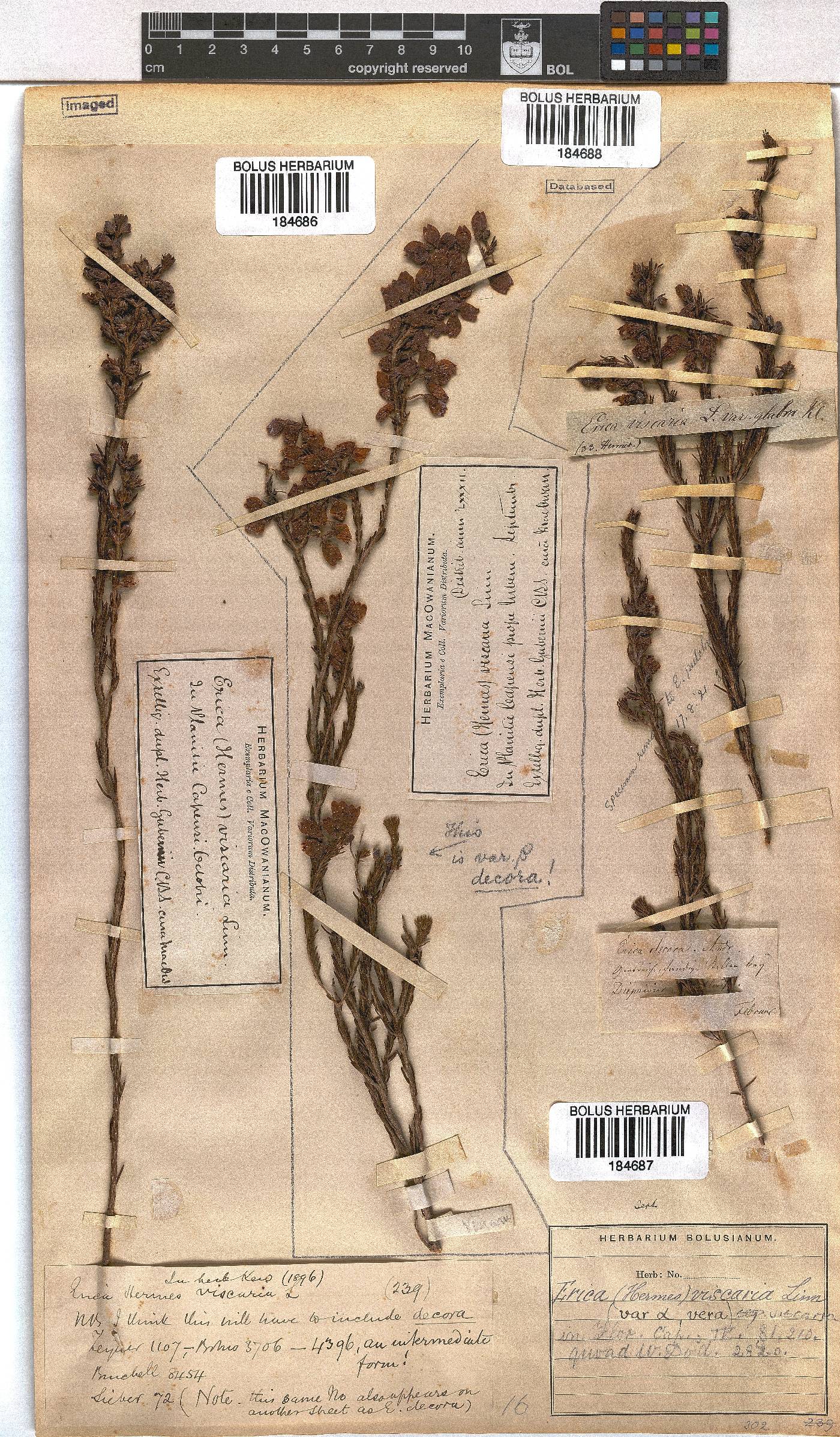 Erica viscaria subsp. viscaria image