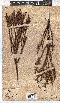 Erica viscaria subsp. viscaria image