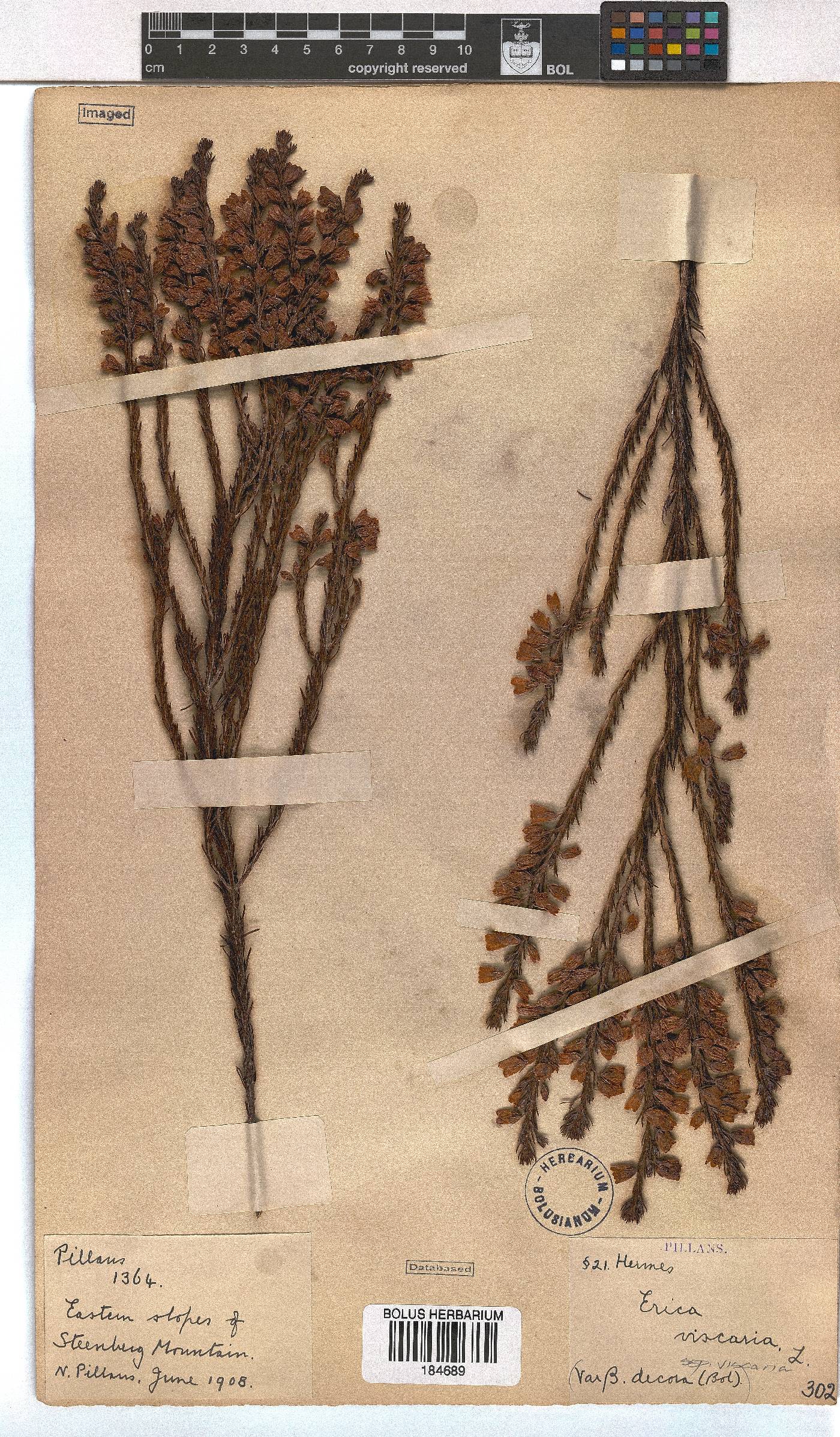 Erica viscaria image