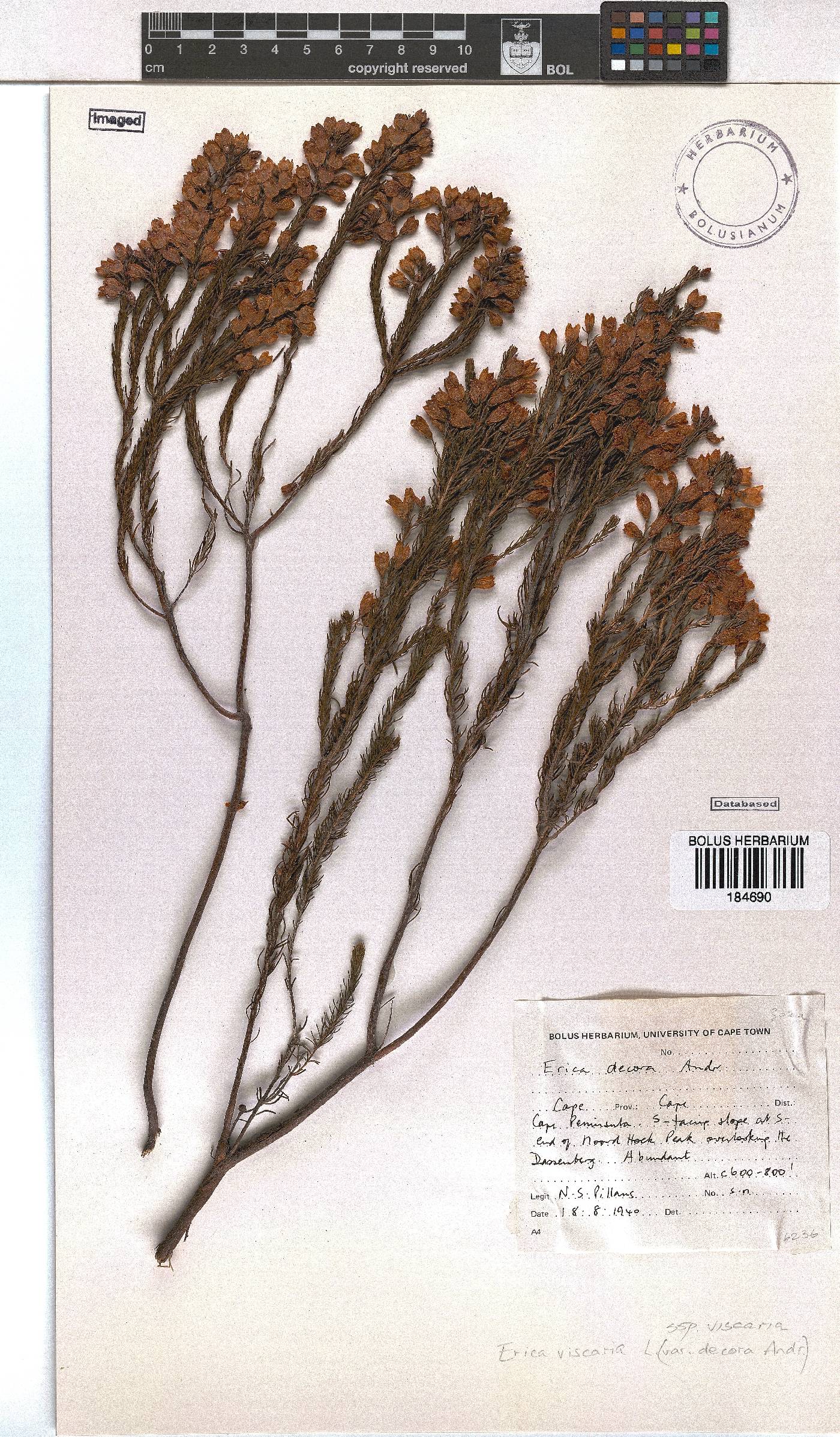 Erica viscaria subsp. viscaria image