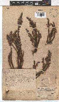 Erica viscaria subsp. viscaria image