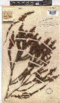 Erica viscaria subsp. viscaria image