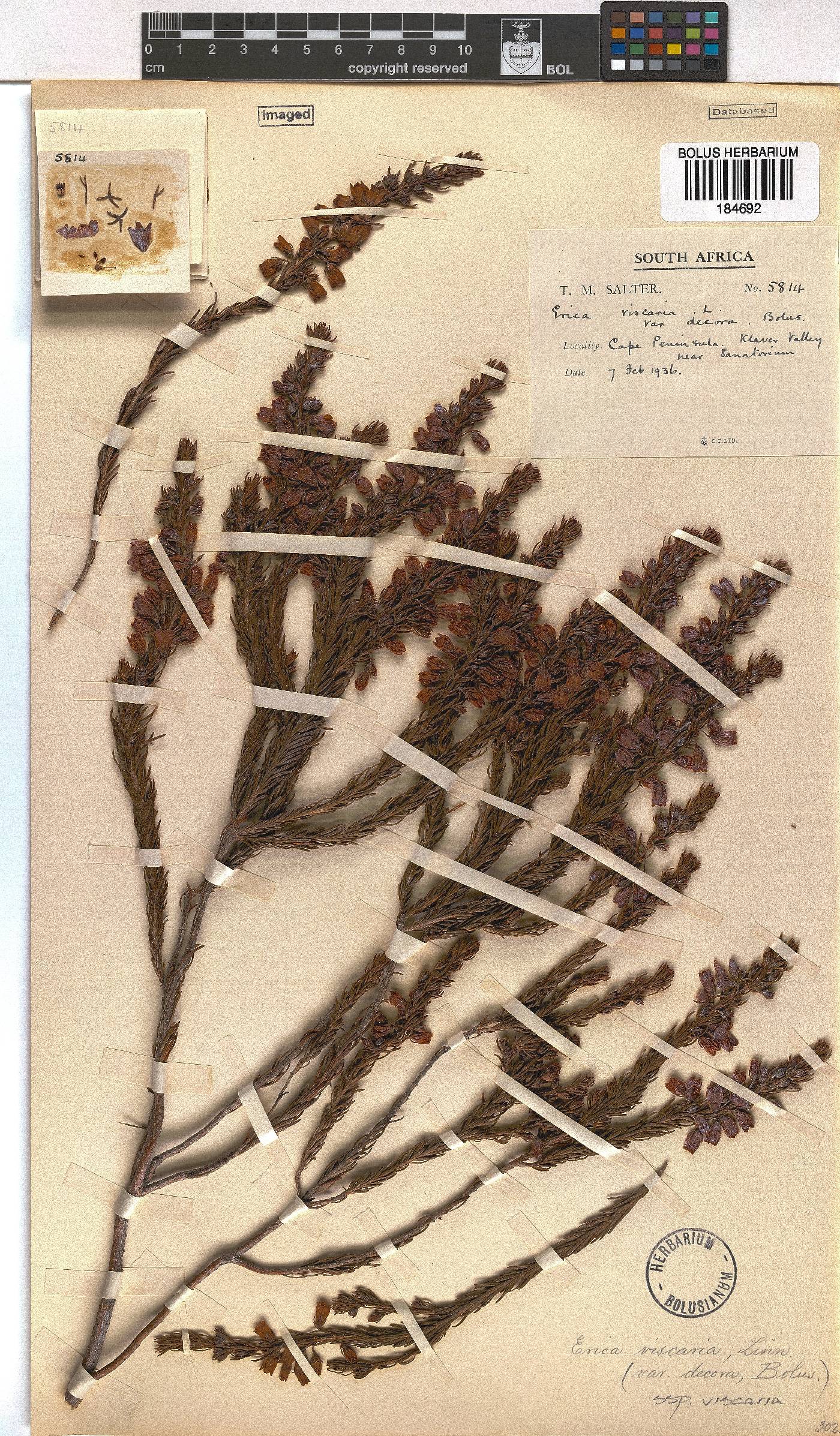 Erica viscaria subsp. viscaria image