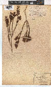 Erica viscaria subsp. viscaria image