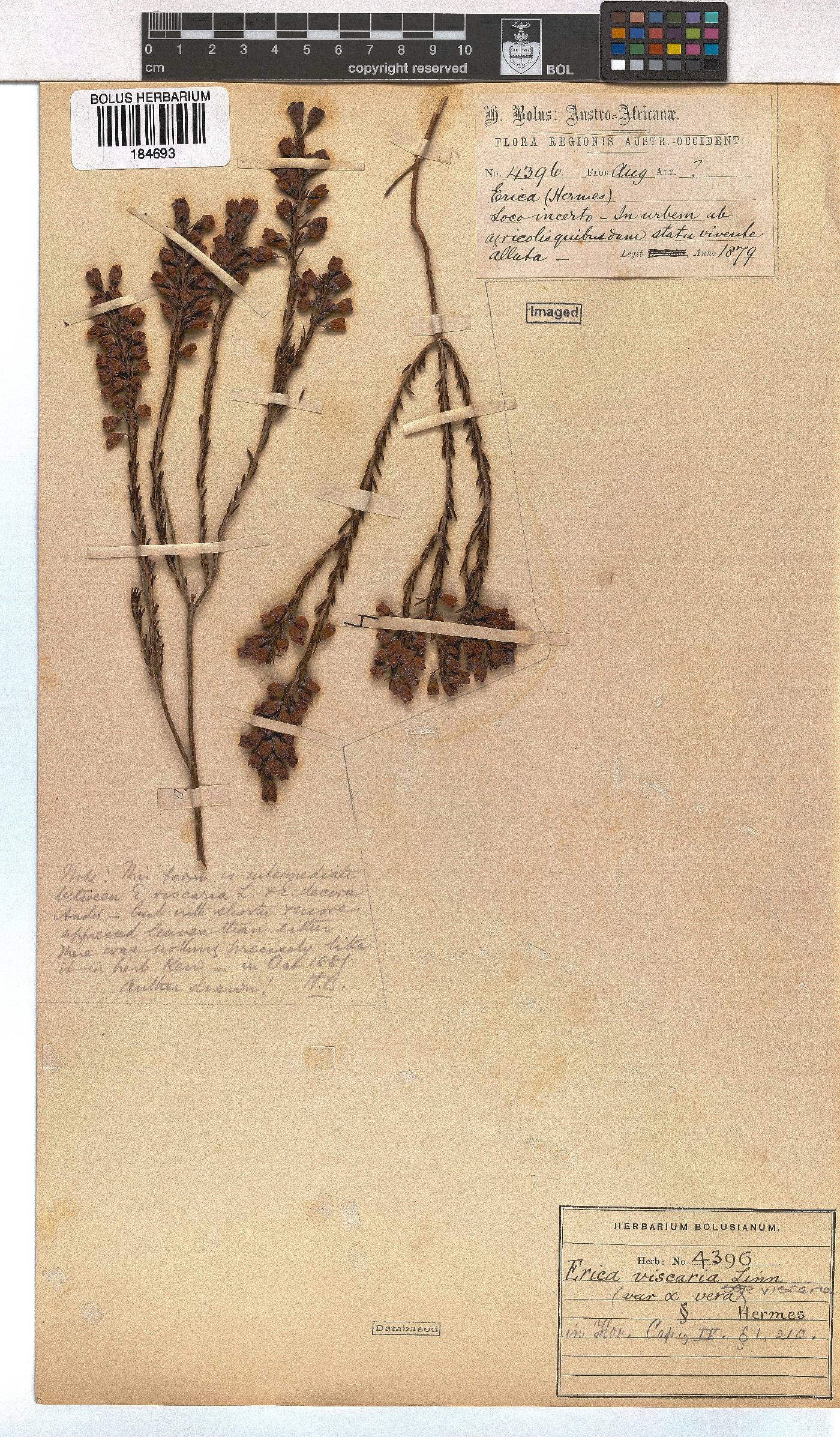 Erica viscaria subsp. viscaria image