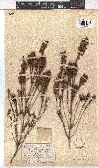 Erica viscaria subsp. viscaria image