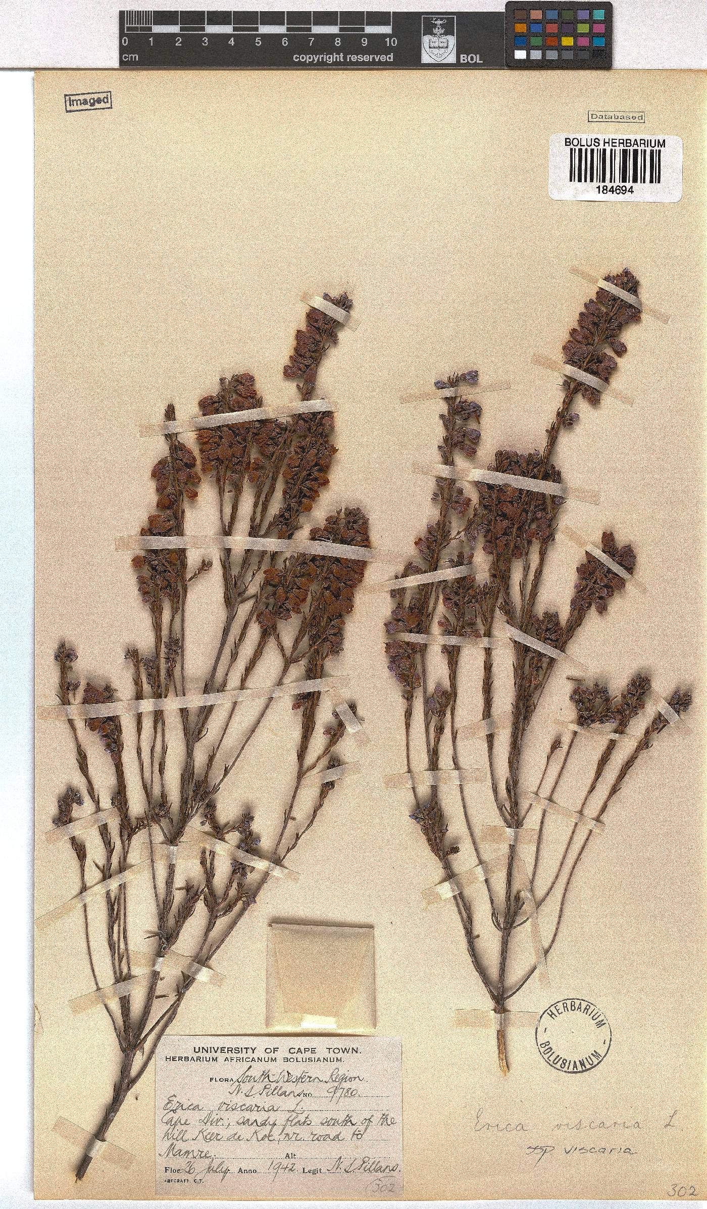 Erica viscaria subsp. viscaria image