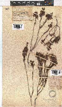 Erica viscaria subsp. viscaria image