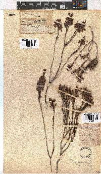 Erica viscaria subsp. viscaria image