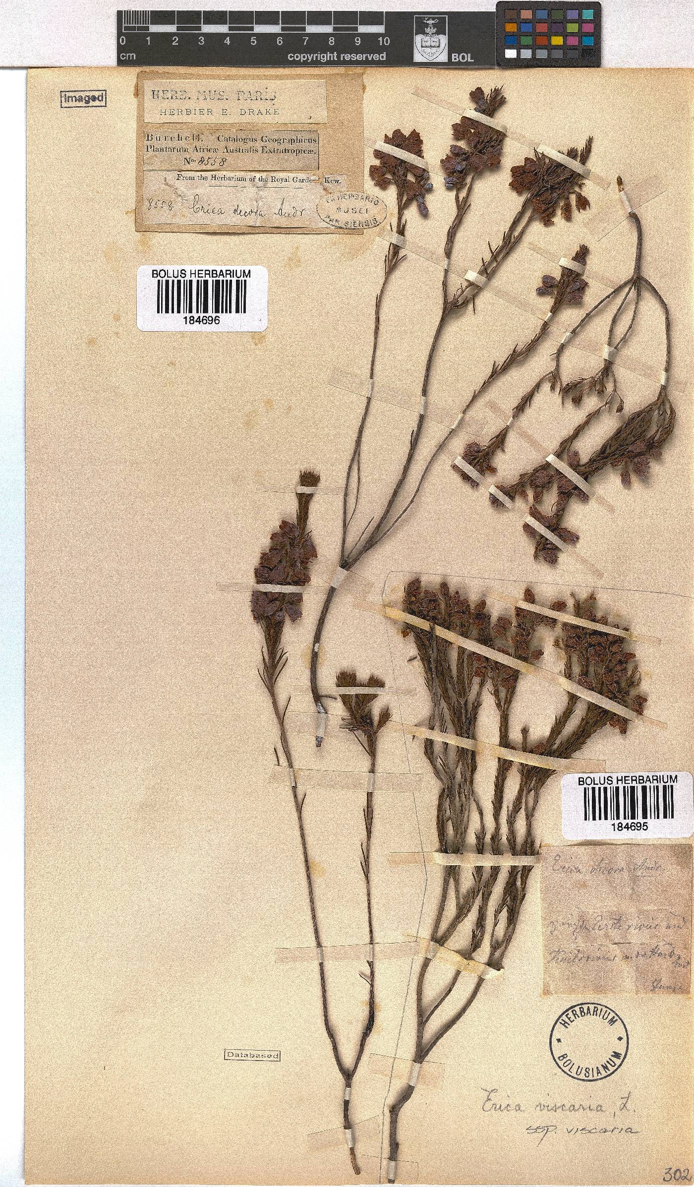 Erica viscaria subsp. viscaria image