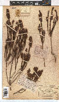 Erica viscaria subsp. viscaria image