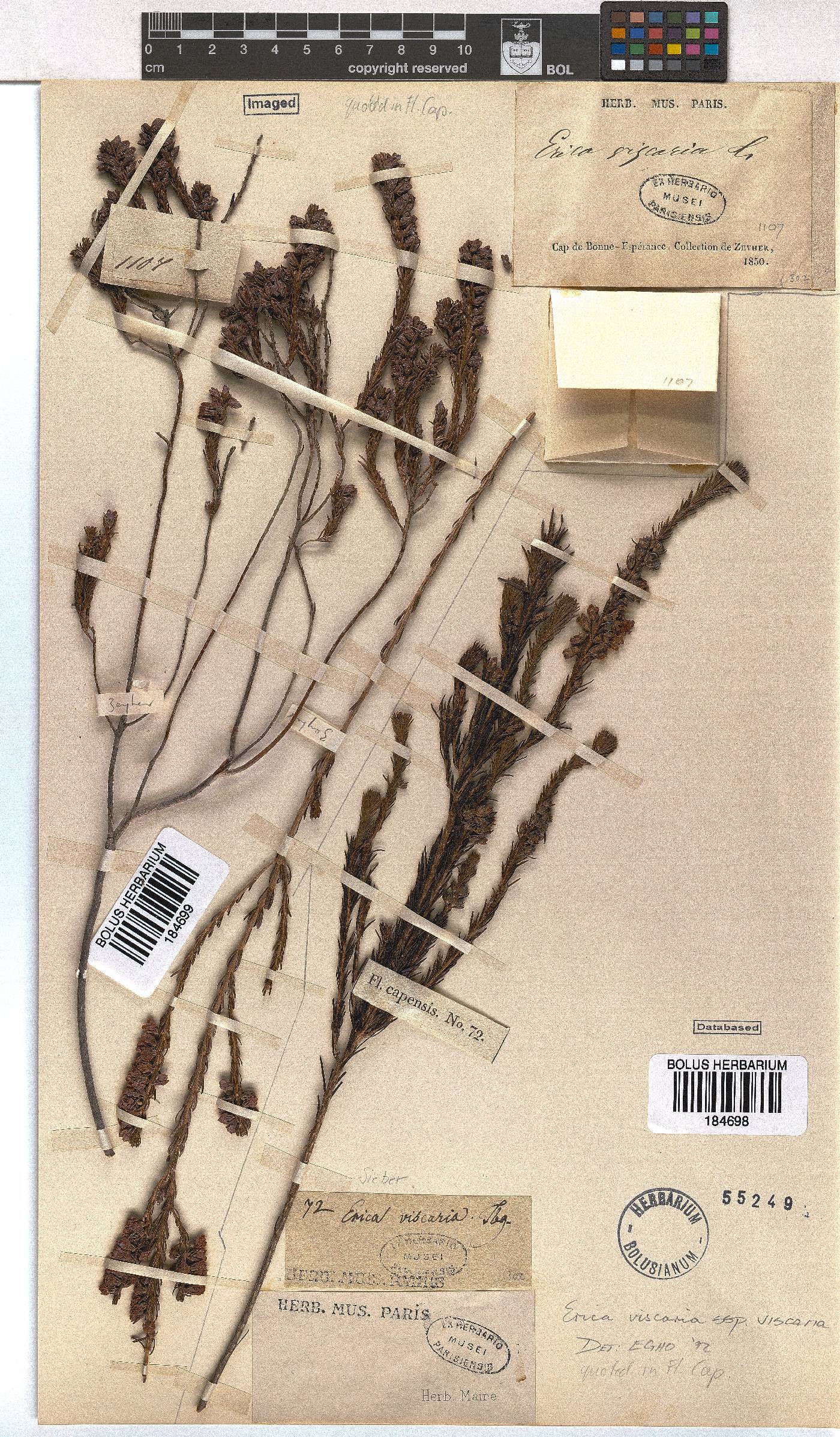 Erica viscaria subsp. viscaria image