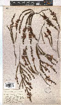 Erica viscaria subsp. viscaria image