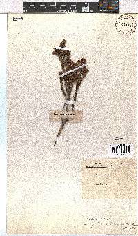 Erica viscaria subsp. gallorum image