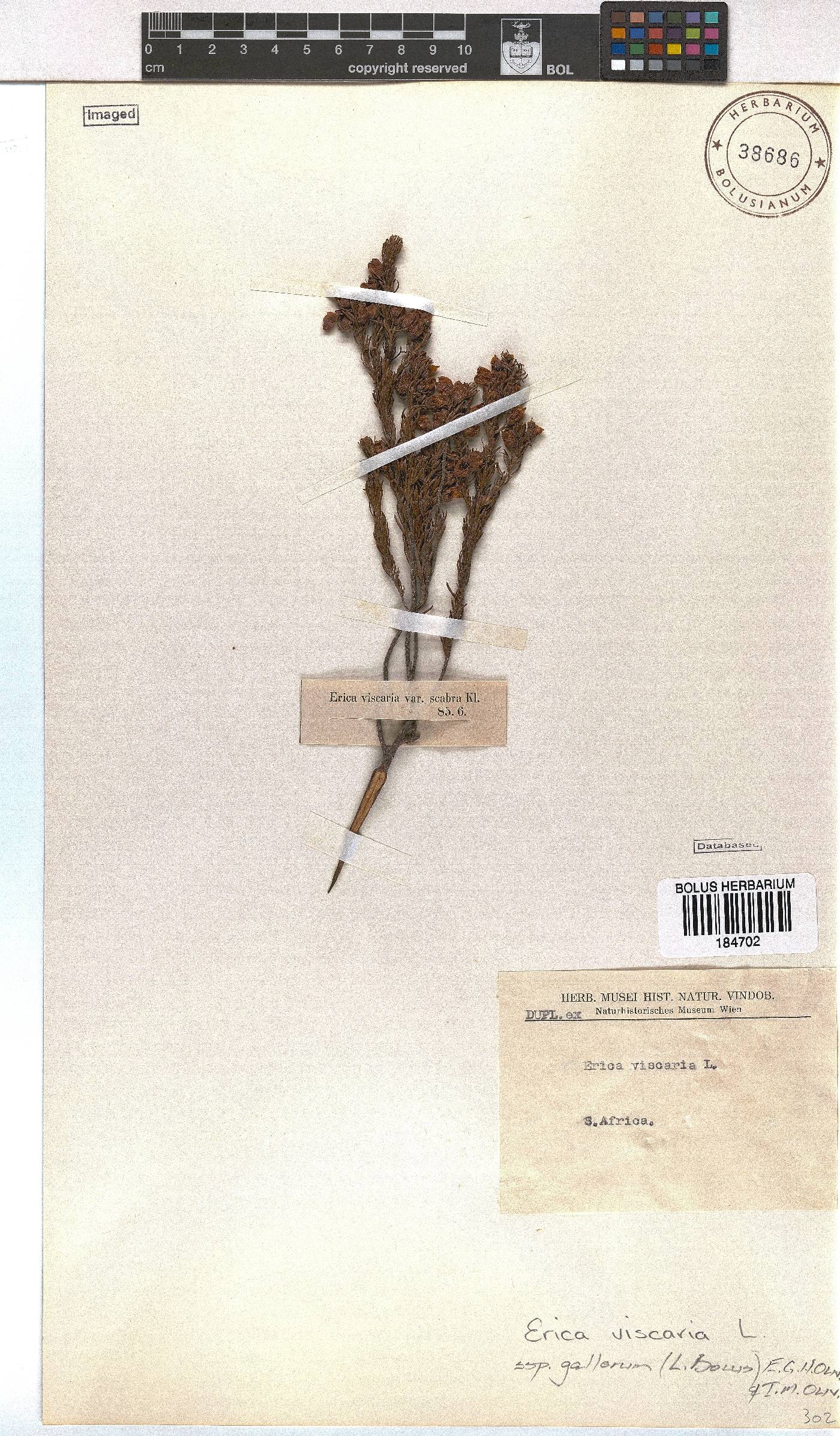 Erica viscaria subsp. gallorum image