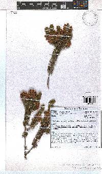 Erica viscaria subsp. gallorum image