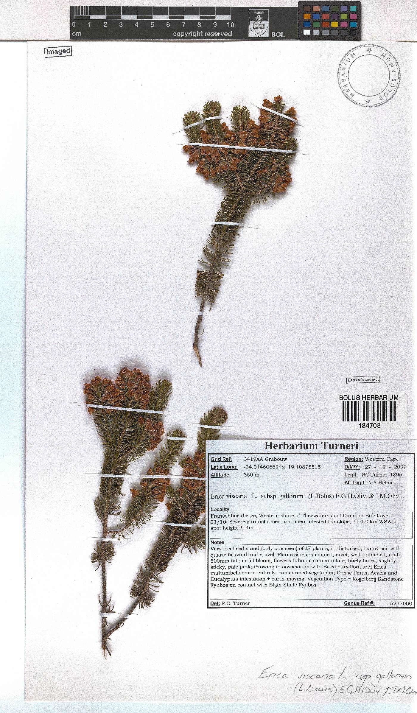 Erica viscaria subsp. gallorum image