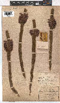 Erica viscaria subsp. longifolia image