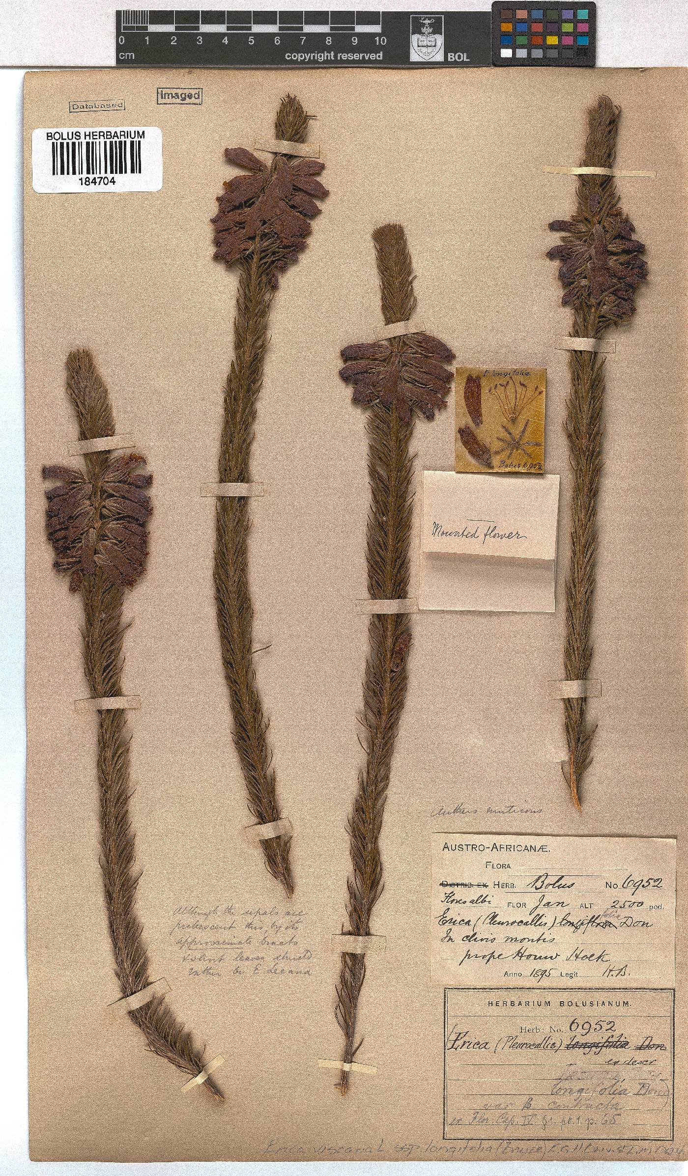 Erica viscaria subsp. longifolia image