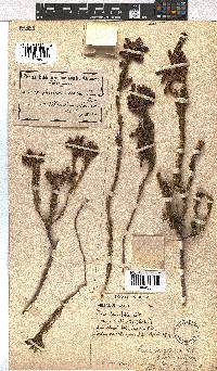 Erica viscaria subsp. longifolia image