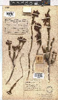 Erica viscaria subsp. longifolia image