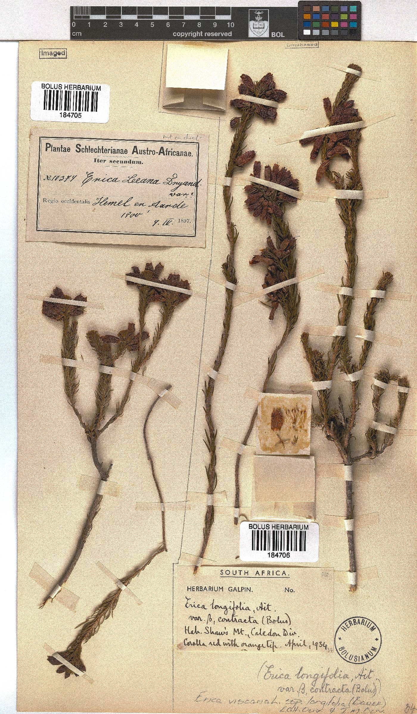 Erica viscaria subsp. longifolia image