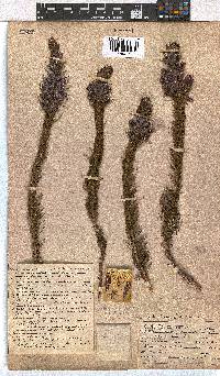 Erica viscaria subsp. longifolia image