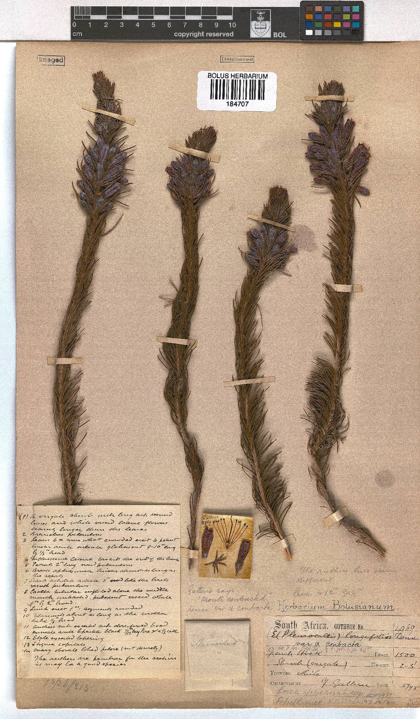 Erica viscaria subsp. longifolia image